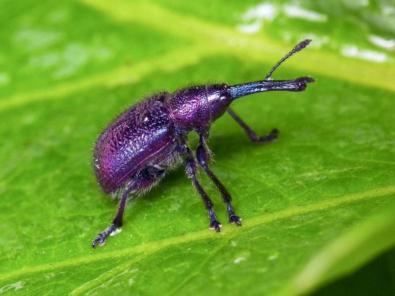 Rhynchites (Rhynchites) bacchus (Linnaeus, 1758)